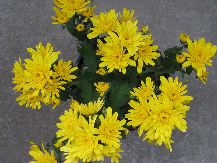 Κήπος chrysantheme, χρυσάνθεμα στον κήπο, Χρυσάνθεμο, Κίτρινο, λουλούδι, φυτό, άνθιση