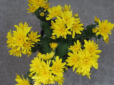 garden chrysantheme, garden chrysanthemum, chrysanthemum, yellow, flower, plant, bloom