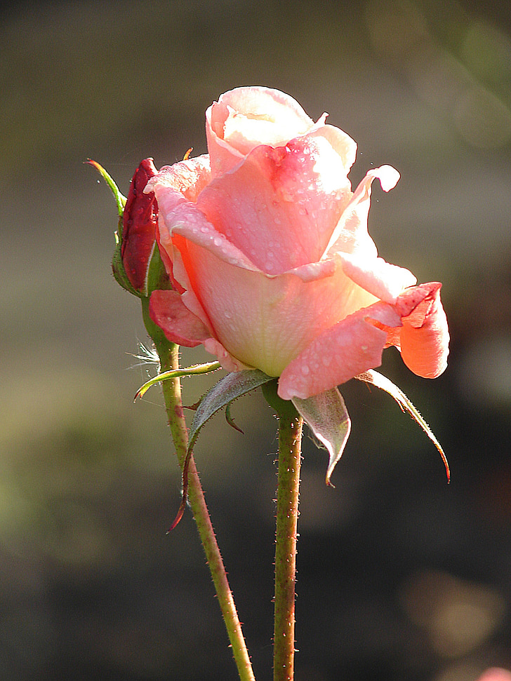 color de rosa, Rosas, flores, flor, planta, flor color de rosa, Romance