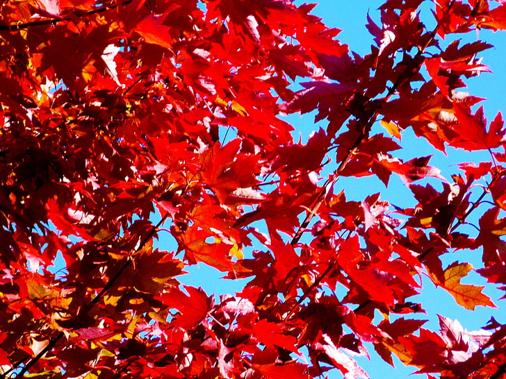 Arce, árbol, otoño, caída, follaje, naturaleza, maderas