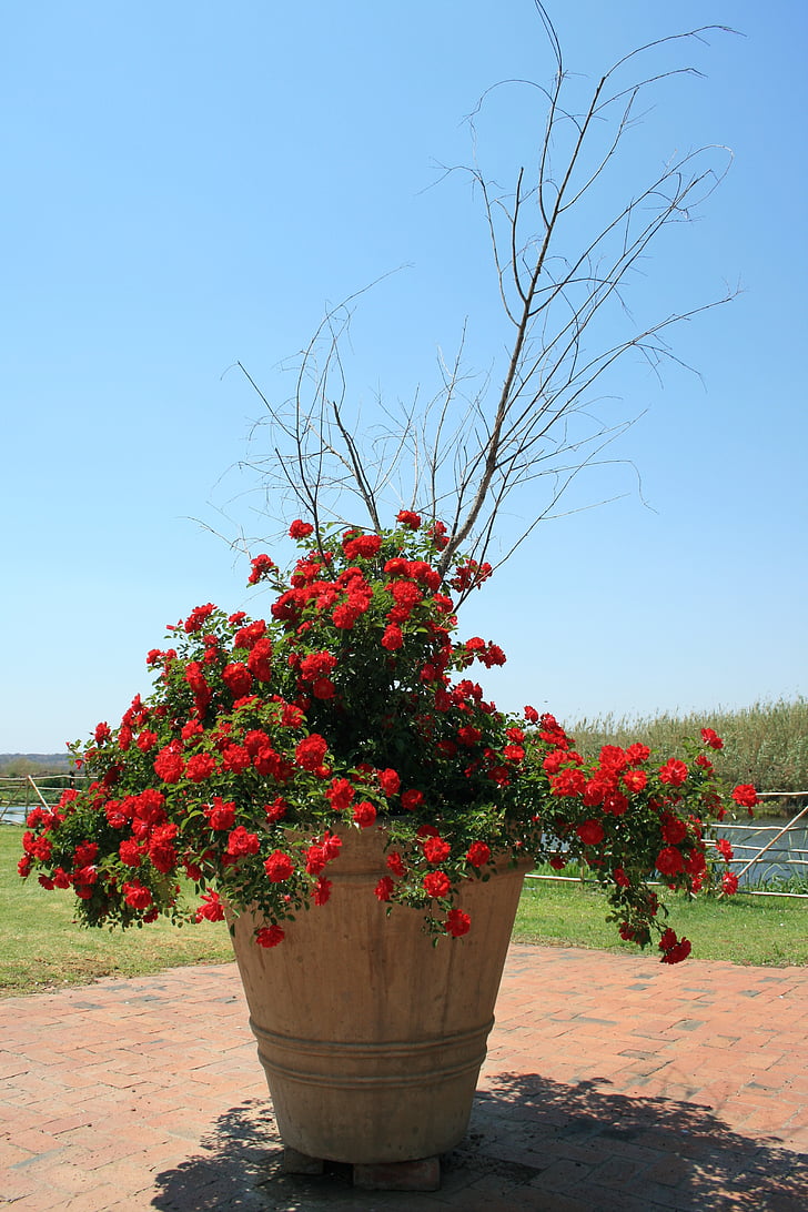 rose bush, flowers, small, red, flourishing, pot, large