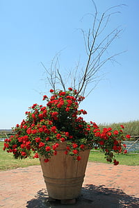 rosenbuske, blommor, liten, röd, blomstrande, potten, stora