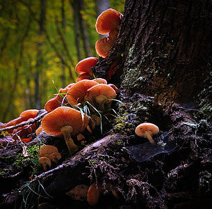 mushroom, wild, nature, forest, food, natural, autumn