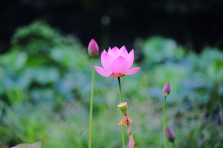 Lotus, daechung, Lotus ciems, ziedi, rozā, kukaiņi, podos augu