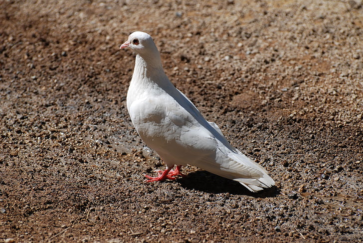 bird, white, dove, pigeons, birds, animals, fauna