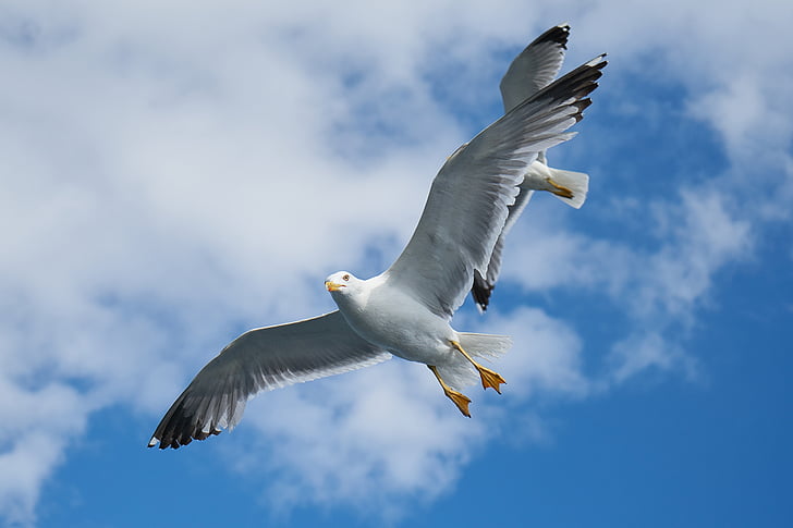seagull, bird, to migrate, peace, background, white, wing