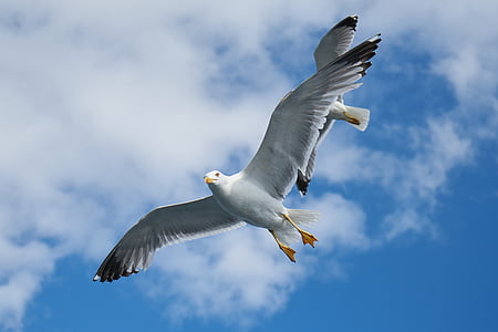 Seagull, burung, bermigrasi, perdamaian, latar belakang, putih, sayap
