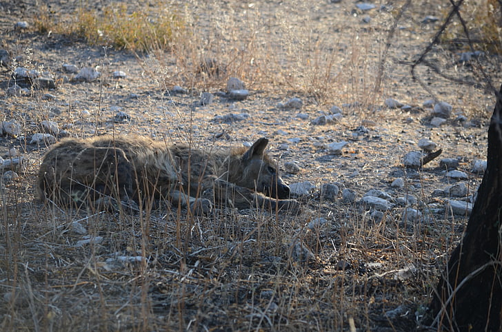 hyene, dyr, Wild, vilt dyr, Afrika, Safari, Namibia