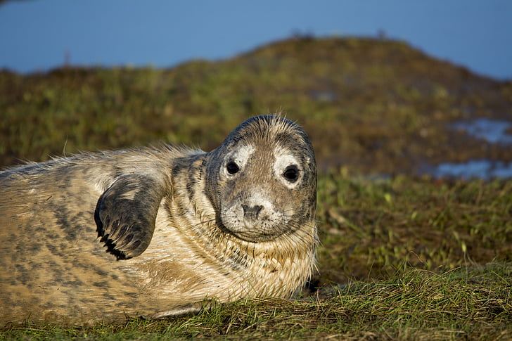 seal, closeup, wildlife, mammal, nature, beach, fur
