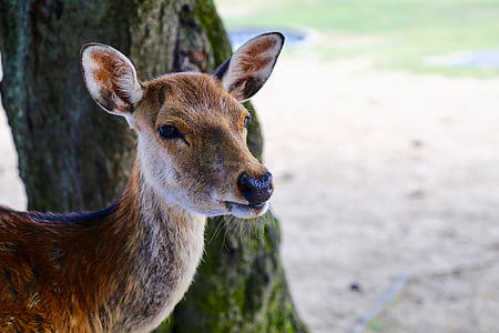 Japonya, Nara, geyik, Park, hayvan, Şehir