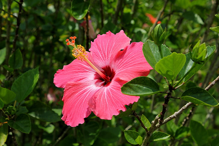 flor del hibisc:, vermell, natural, en la branca, botànica, les flors del jardí, flors en primer pla