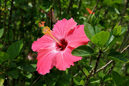hibiscus flower, red, natural, on the branch, botany, flower in the garden, flower in closeup