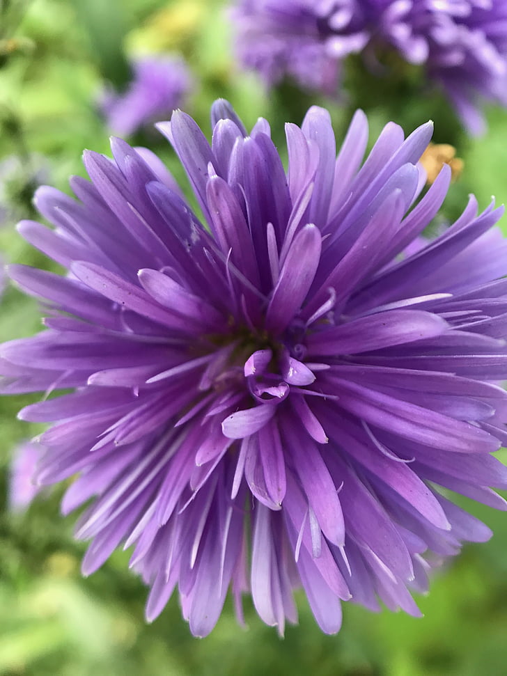 purple, flower, garden, bloom, natural