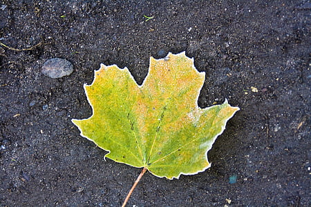 escarcha, otoño, hojas, Arce, rojo, amarillo, congelados