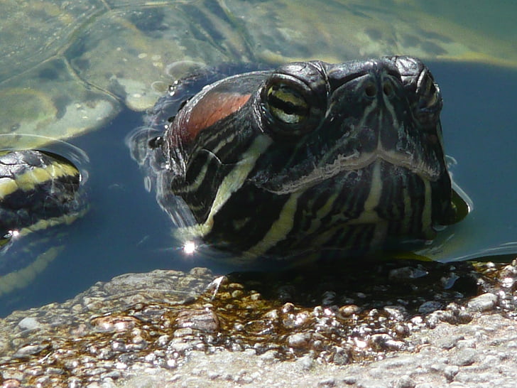 turtle, water, head, animal, shell, background, macro