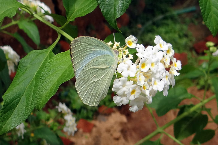 motýl, společná emigrant, catopsilia pomona, makro, žlutá, hmyz, Lantana camara