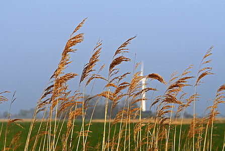 Øst-Friesland, flatt land, Wedel, vindkraft, Reed, våt enger, vollgrav