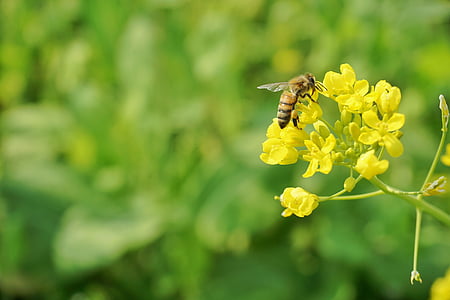 强奸, 蜜蜂, 春天, 花, 黄色, 一种动物, 自然