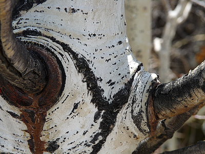 árbol, Aspen, nudo de, Colorado, tronco, corteza, antiguo