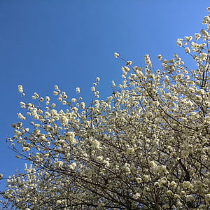 printemps, fleurs, Sky, nature, arbre, Direction générale de la, fleur