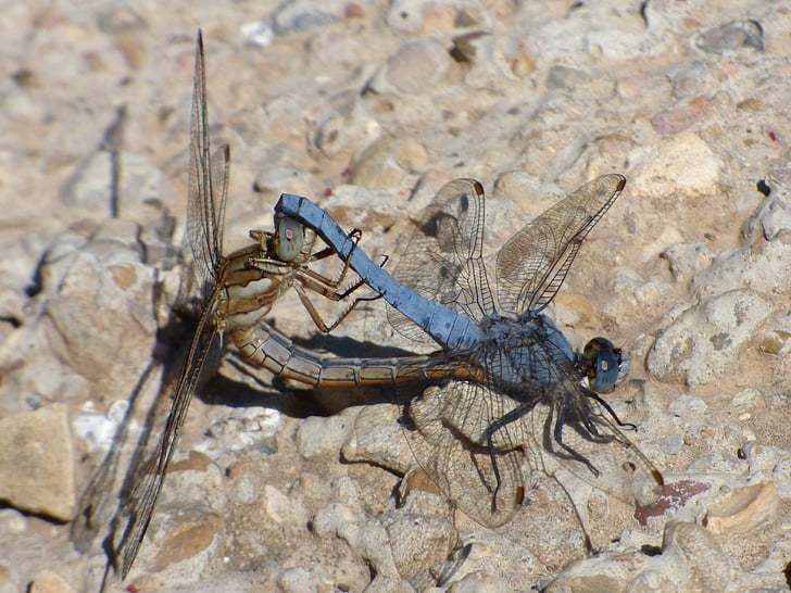 dragonflies, coupling, copulation, insect breeding, orthetrum coerulescens