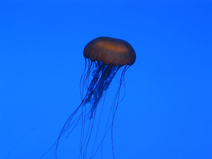 jellyfish, aquarium, blue, wildlife, aquatic, ocean, underwater