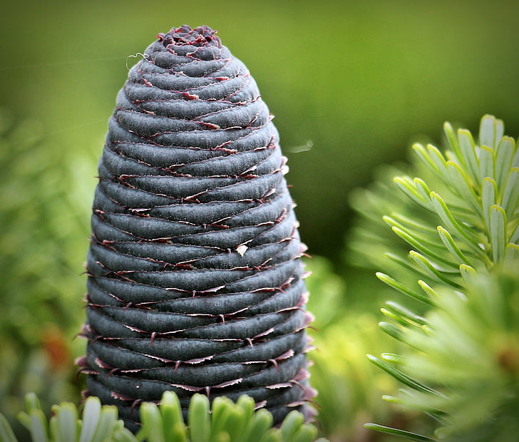 fir, pine cones, blue tap, needles, tap, conifer, green