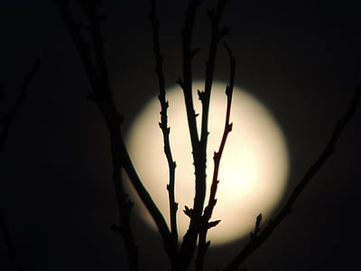 full moon, month, night, glow, bush