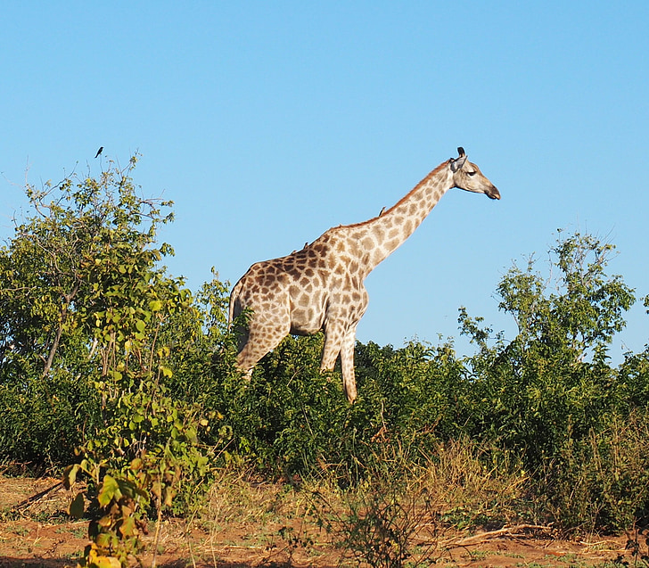 animal, giraffe, africa, animals, nature, national park