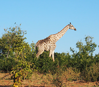 animal, giraffe, africa, animals, nature, national park