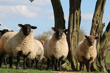 sheep, lamb, field, farm, agriculture, wool, livestock