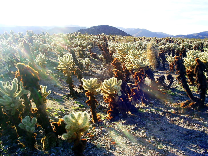 Parc Nacional de Joshua tree, arbres de Josué, cactus, natura, desert de, paisatge, Califòrnia