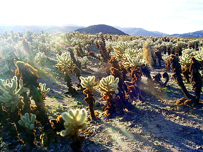 Parco nazionale di Joshua tree, alberi di Joshua, Cactus, natura, deserto, paesaggio, California