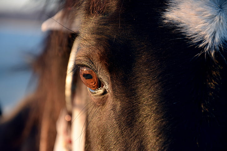 acs, zirgs, portrets, brūns, braukt, maiga, dzīvnieku