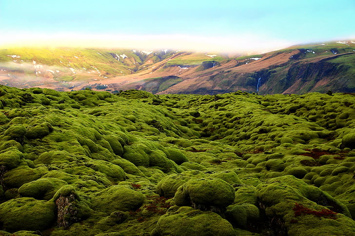 Yeşil, yosun, sahne, arazi, hayal ülkesi, Endless Peyzaj, eldhraun lav alanı