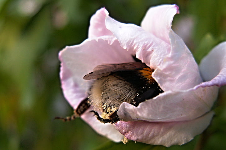 Bumble-bee, virág, virágpor, hibiszkusz, rovar, makró, rózsaszín