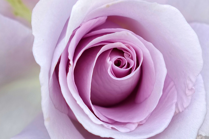 Rosa multiflora, růže, fialová, rostlina letiště Kaohsiung se, jedlé, Příroda, květ
