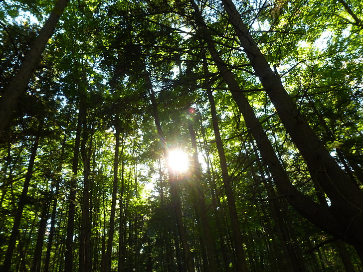 bosque, luz del sol, naturaleza, árbol, follaje, verano, hojas