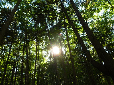 metsa, päikesevalguse, loodus, puu, lehestik, suvel, lehed