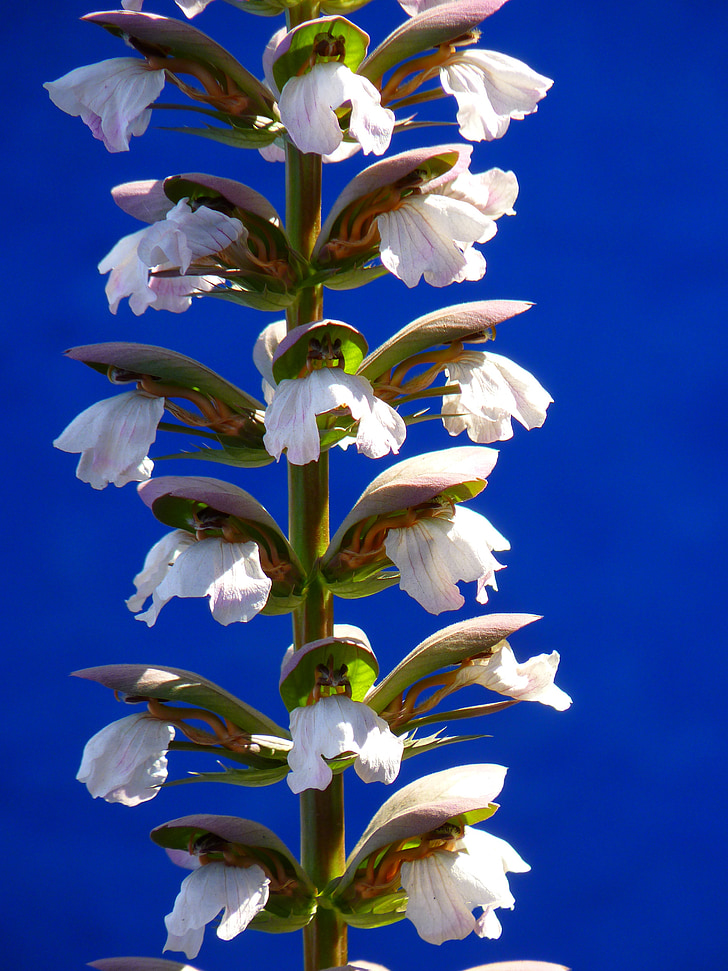 los Balcanes bärenklau, planta, floración, Blanco, acanto, Acanthus hungaricus, Acanthaceae