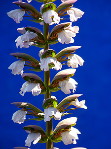 Βαλκανικές bärenklau, φυτό, άνθιση, λευκό, Άκανθος, Άκανθος hungaricus, acanthaceae