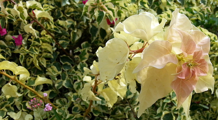 bougainvillea, yellow flowers, english ivy, petals, flora, plant, flower