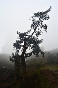 Torreya albero, Torreya secoli di albero, ombre