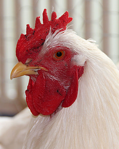 鶏の品種, イタリア人, ホワイト