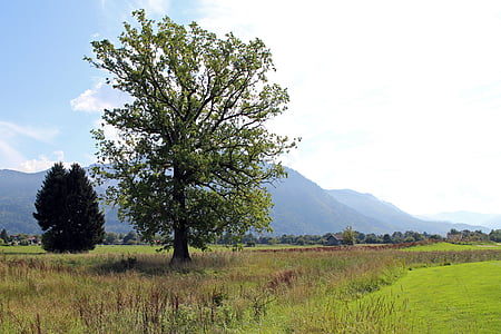 景观, chiemgau, 树, 单独地, 草甸, 遥远的视图, 遥远