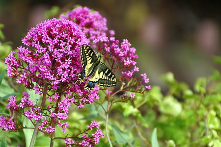 Метелик, квіти, buddleja, кольори, молі, комахи, метелики