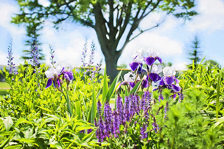 irises, garden, summer, nature, flowers, green, purple