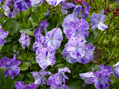 květiny, závod, Viola, fialová, bílá, vibrující