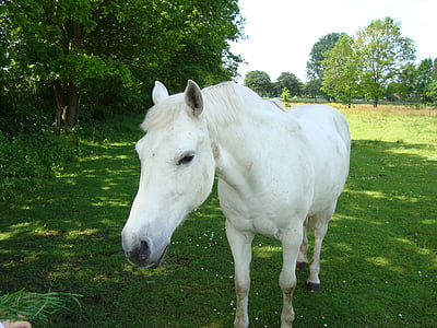 zirgs, balta, ganības, East frisia, sakabes, graciozs, ķēve