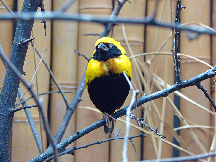 bird, yellow, black, songbird, wildlife photography, bill, close